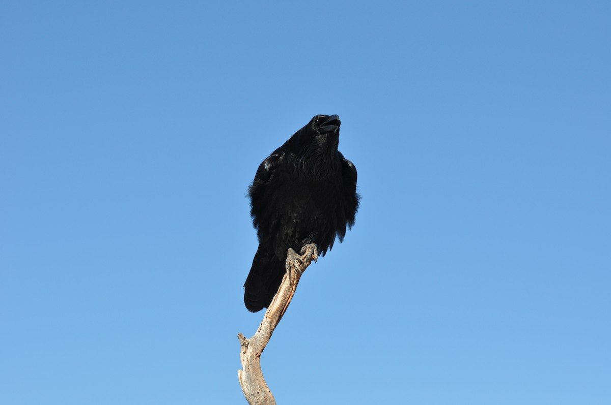 Common Raven - ML631958751
