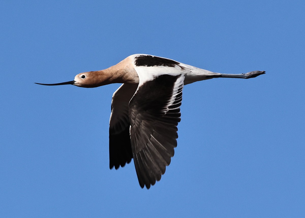 American Avocet - ML631958813