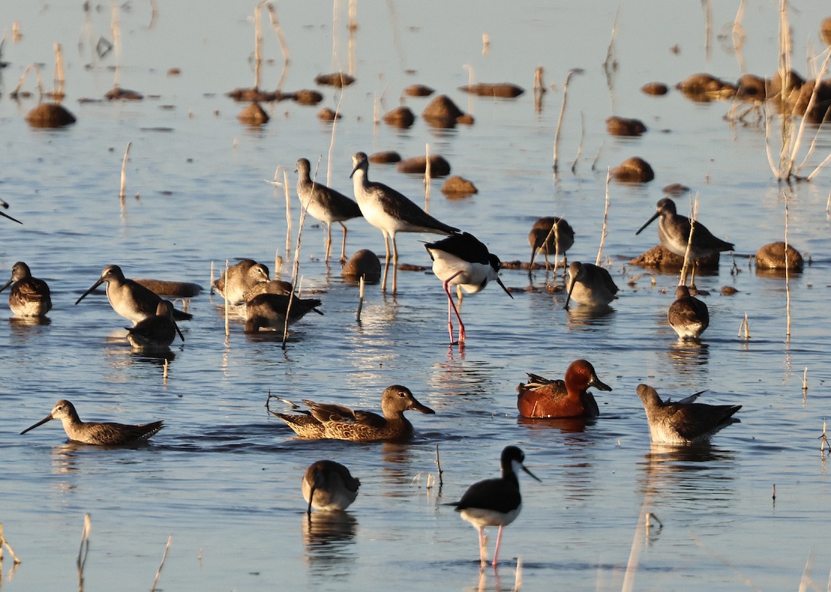 Cinnamon Teal - ML631958844