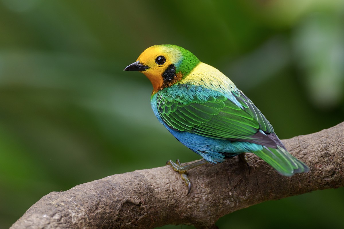 Multicolored Tanager - ML631958906