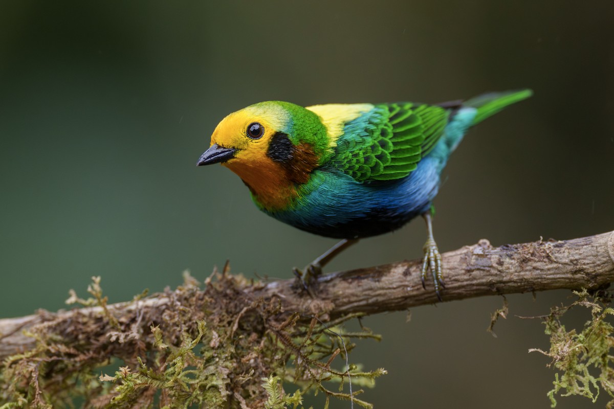 Multicolored Tanager - ML631958912