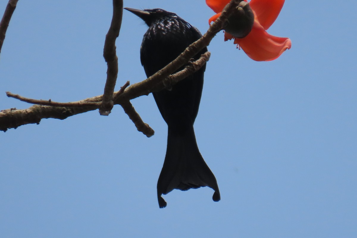 Hair-crested Drongo - ML631958935