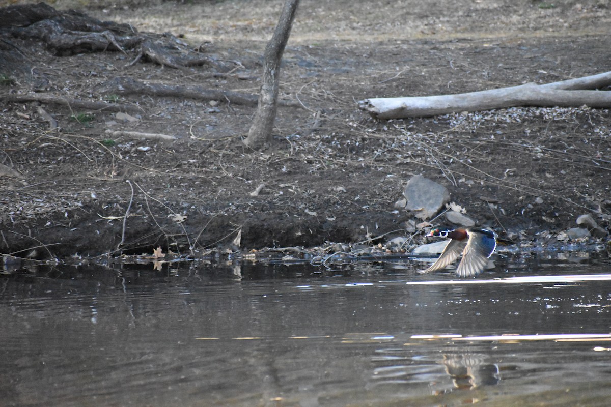 Wood Duck - ML631958938