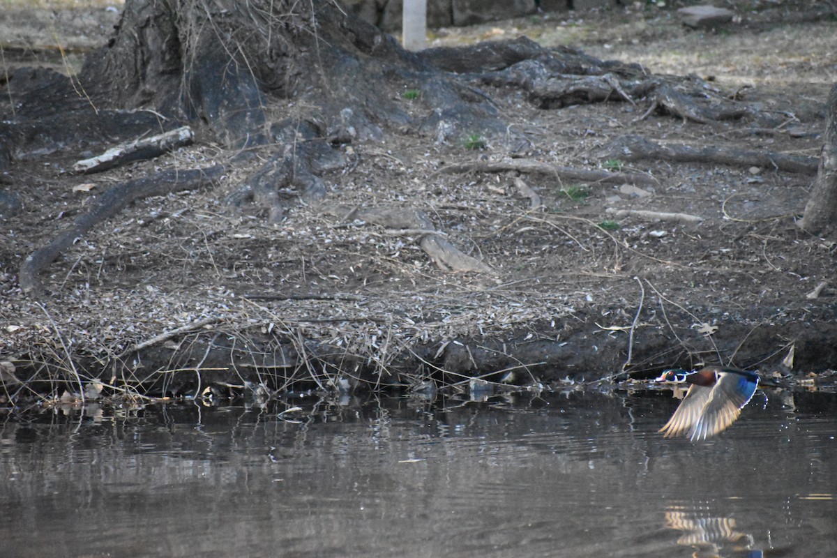 Wood Duck - ML631958939