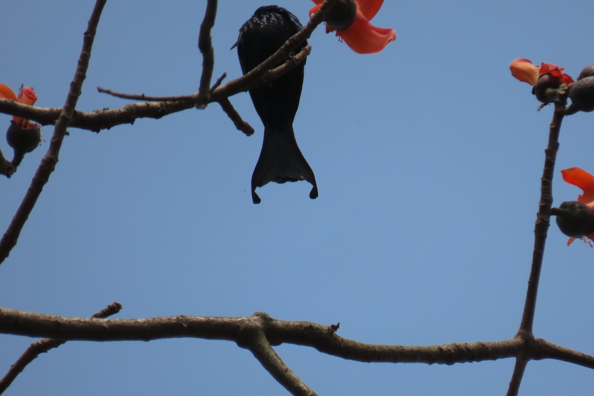 Hair-crested Drongo - ML631958943