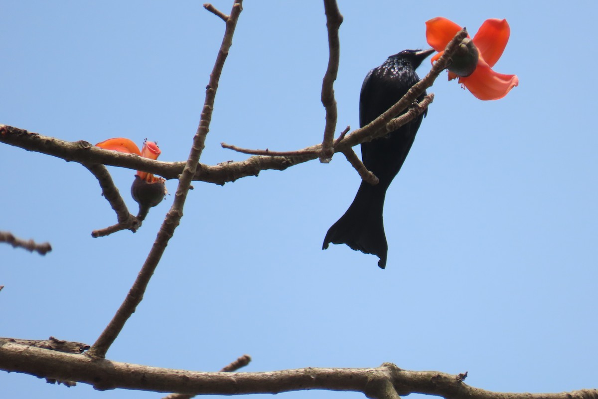 Hair-crested Drongo - ML631958946