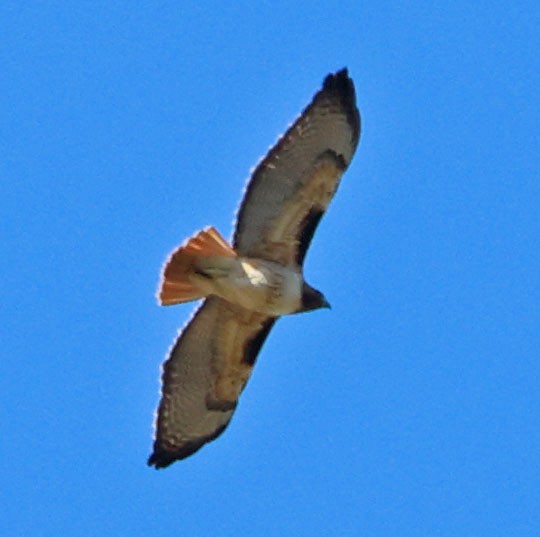 Red-tailed Hawk - Diane Etchison