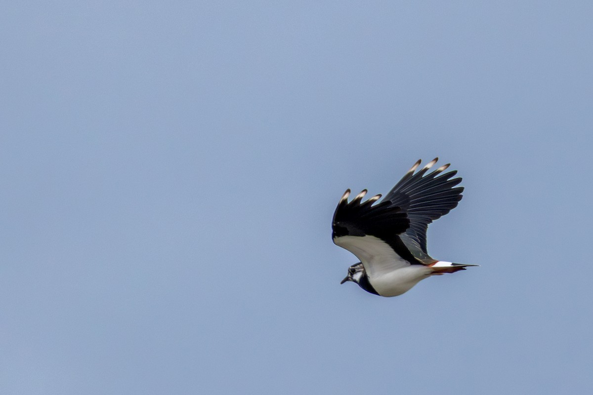Northern Lapwing - William Stephens