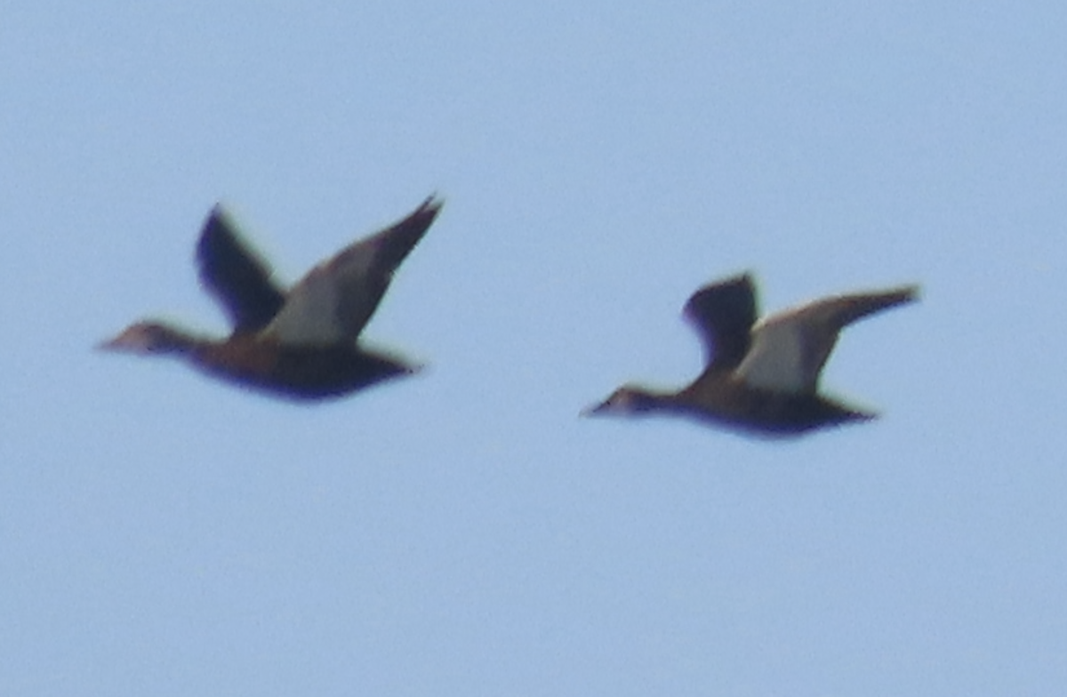 American Black Duck - ML631959395