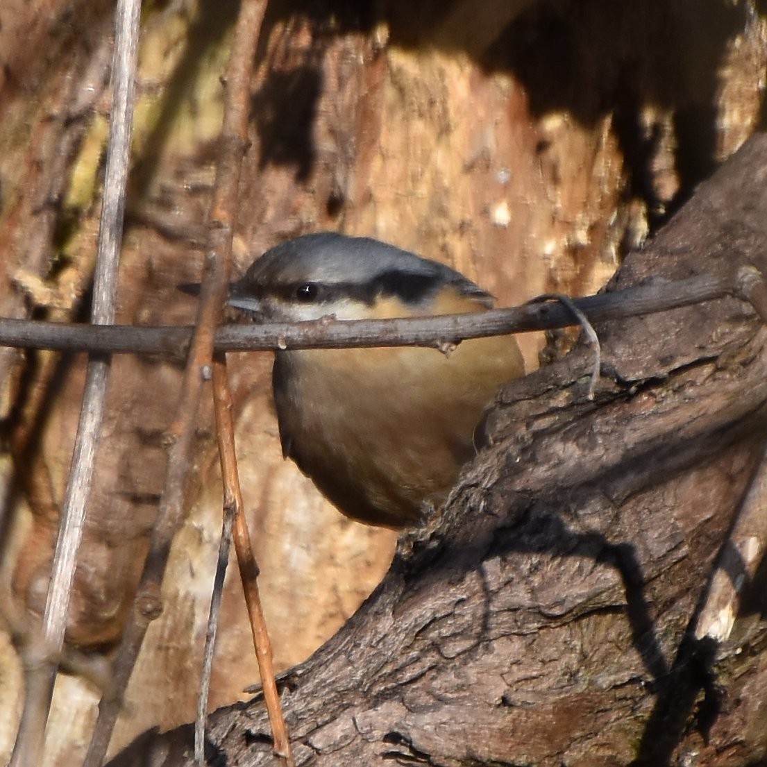 Eurasian Nuthatch - ML631959419