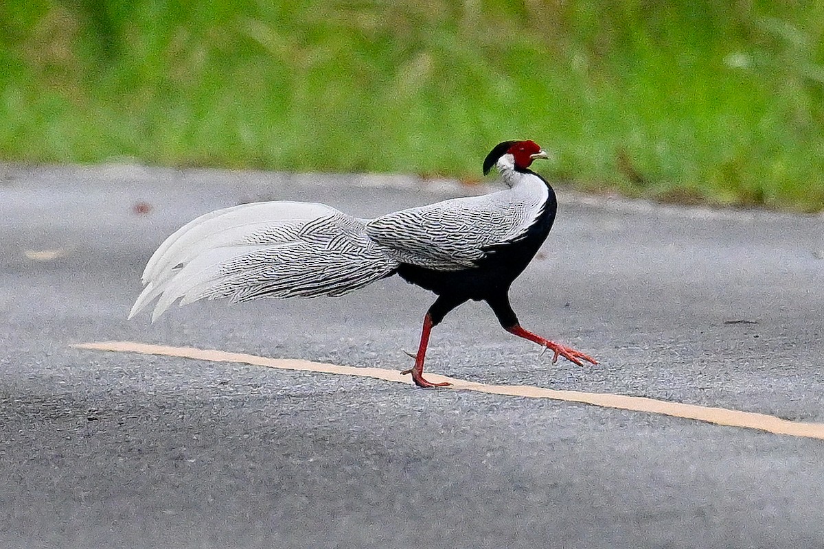 Silver Pheasant - ML631959421