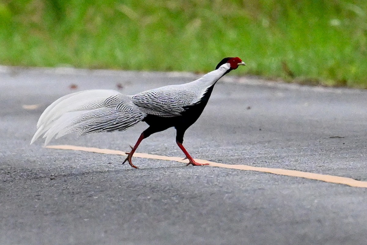 Silver Pheasant - ML631959422