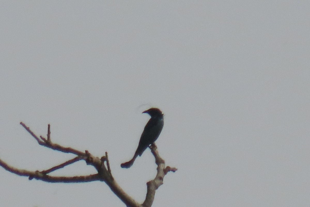 Hair-crested Drongo - ML631959582