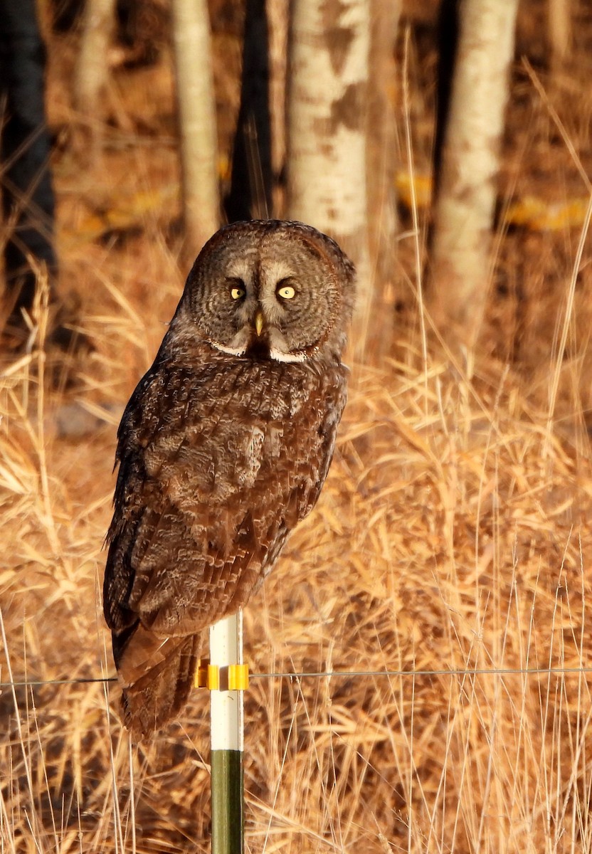 Great Gray Owl - ML631959587