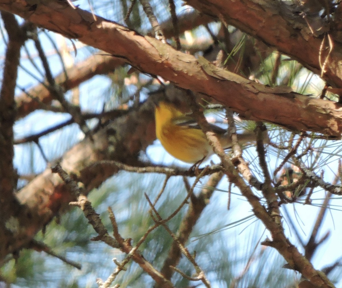 Pine Warbler - ML631959708