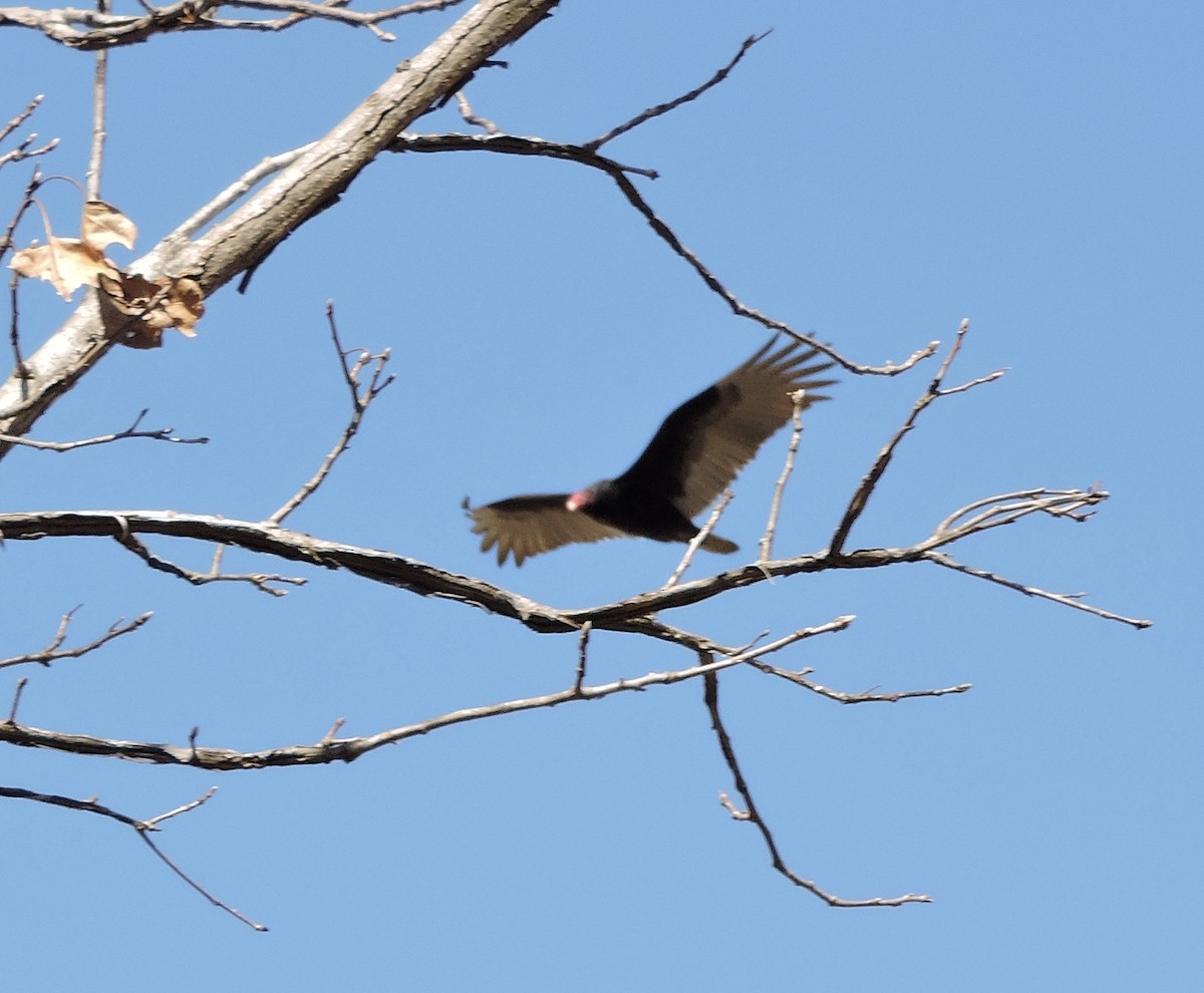 Turkey Vulture - ML631959718