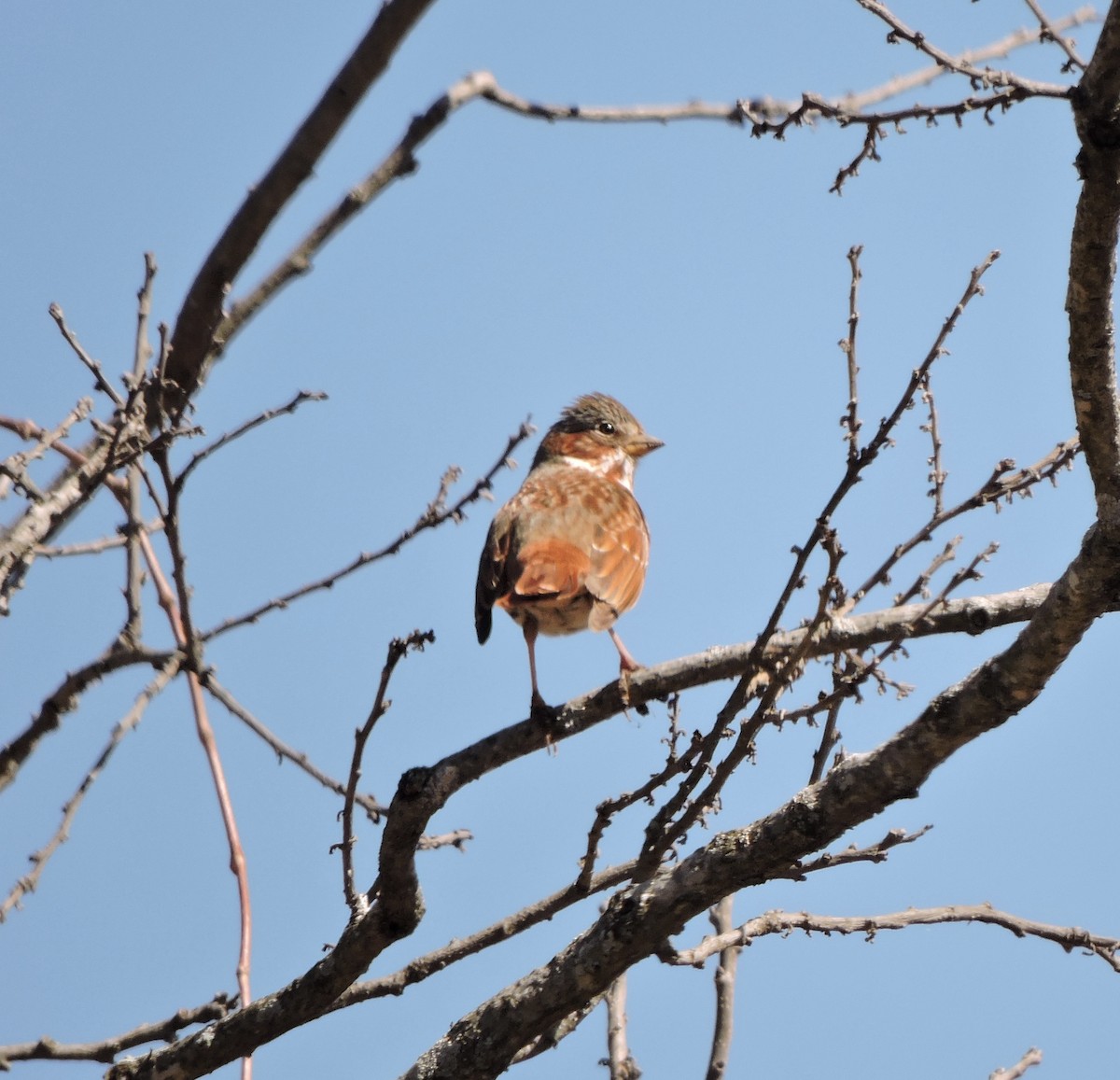 Fox Sparrow - ML631959721