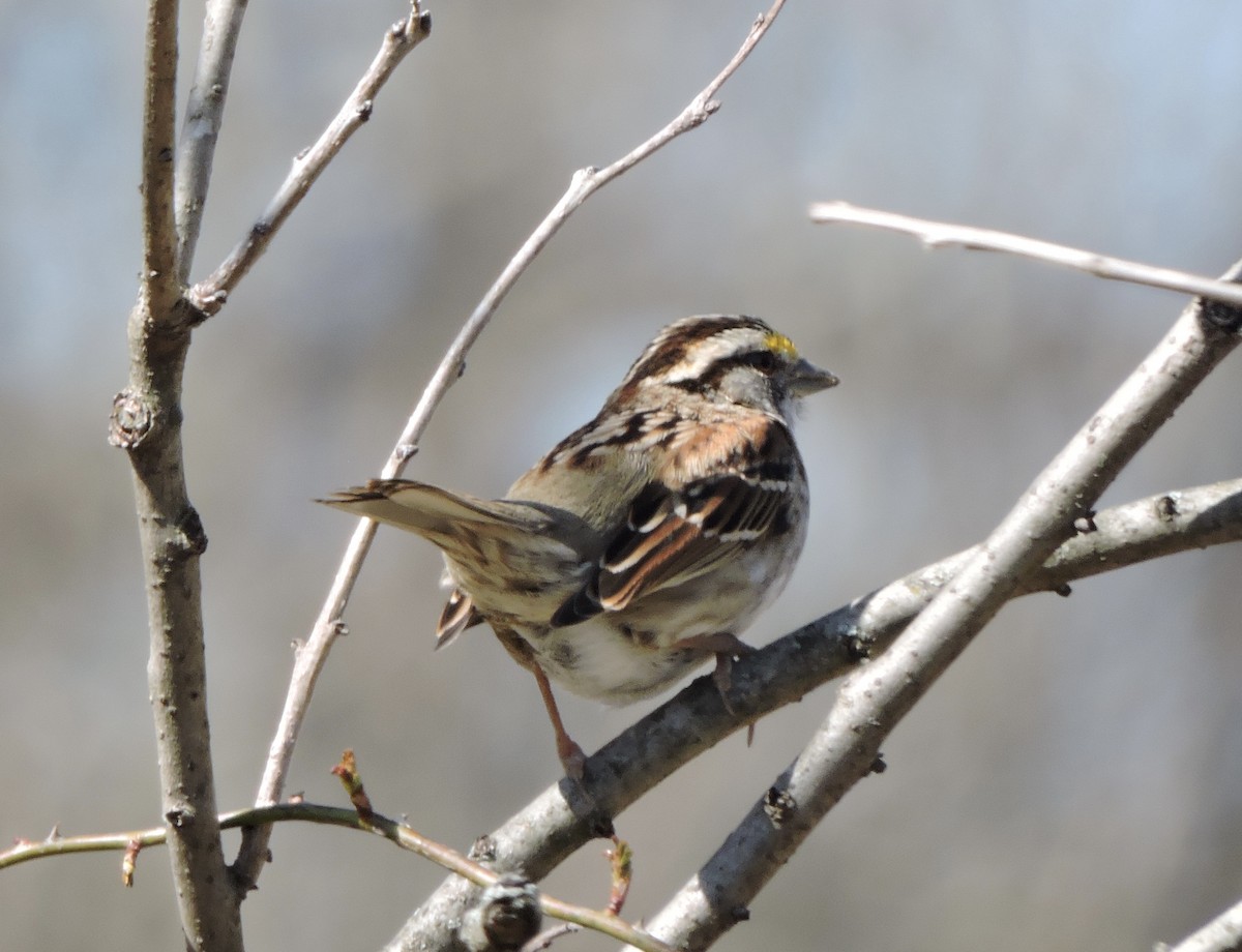 White-throated Sparrow - ML631959723