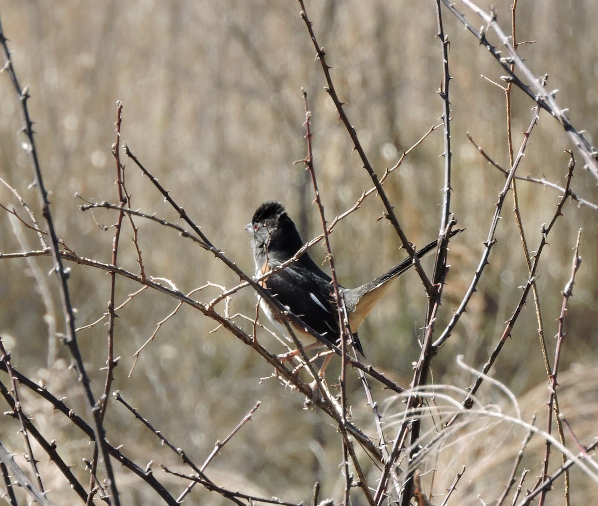 Eastern Towhee - ML631959725