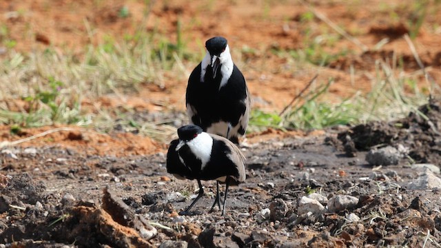 Spur-winged Lapwing - ML631959731