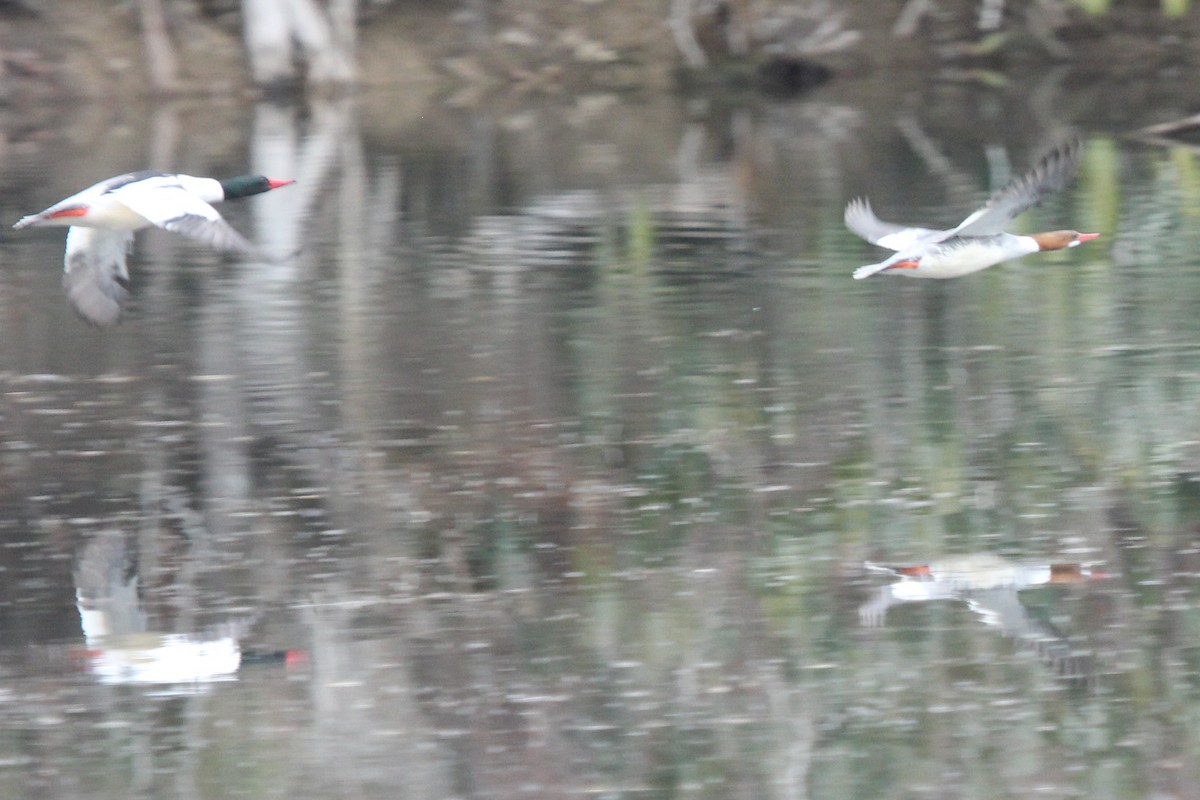 Common Merganser - ML631959897