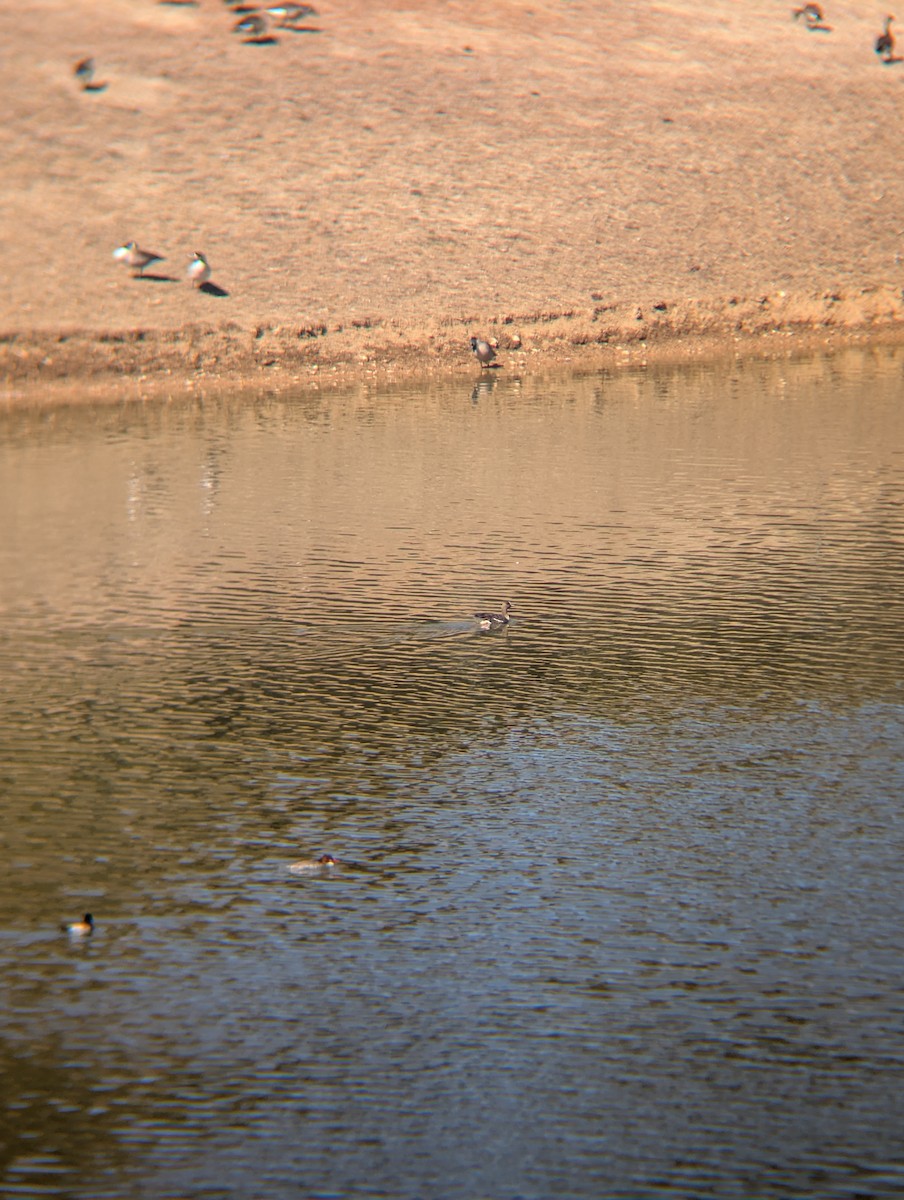 Greater White-fronted Goose - ML631959900