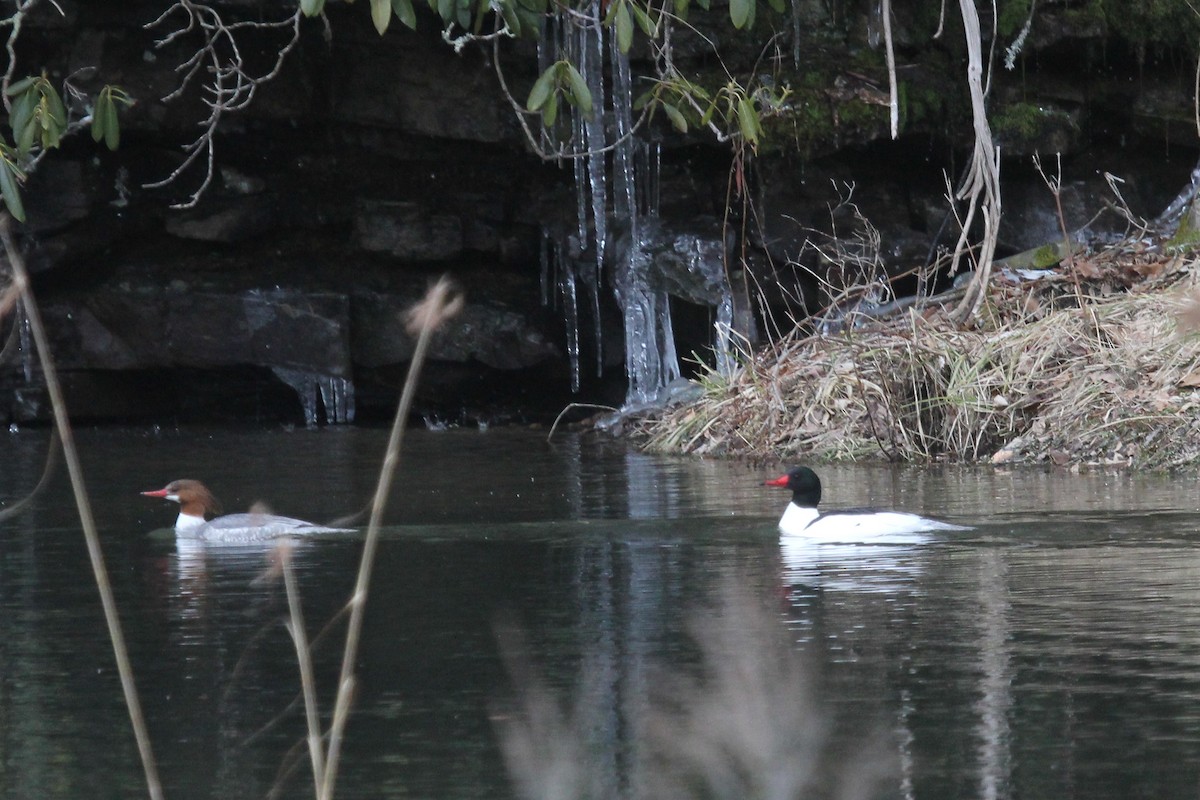 Common Merganser - ML631959904