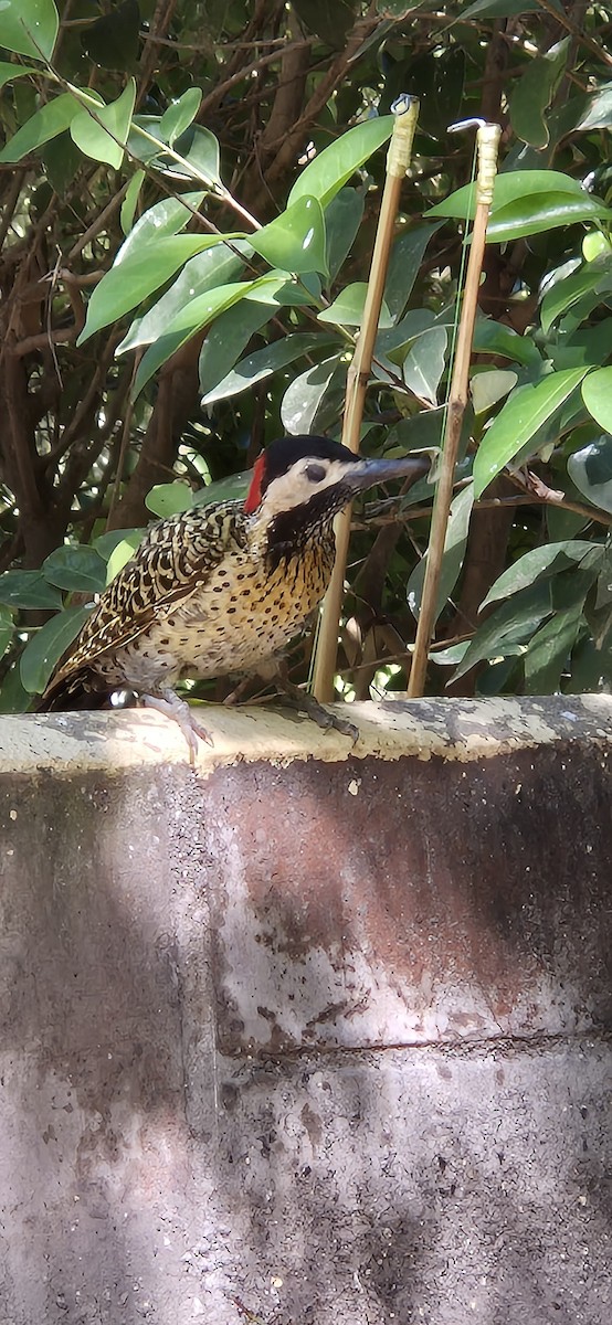 Green-barred Woodpecker - ML631960082