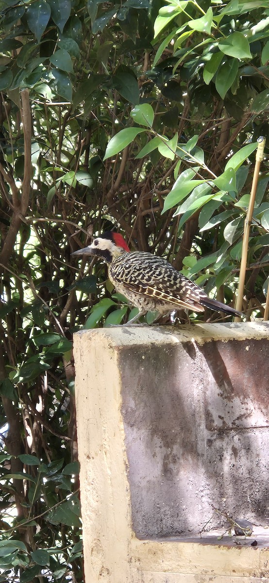 Green-barred Woodpecker - ML631960083