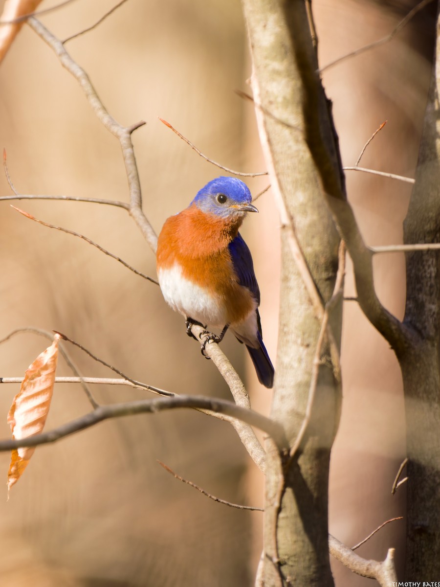 Merlebleu de l'Est - ML631960305