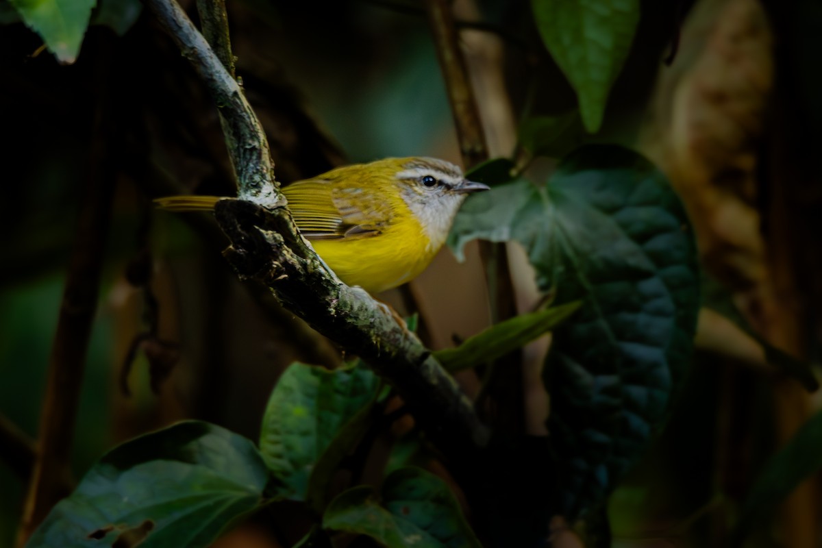Yellow-bellied Warbler - ML631960436