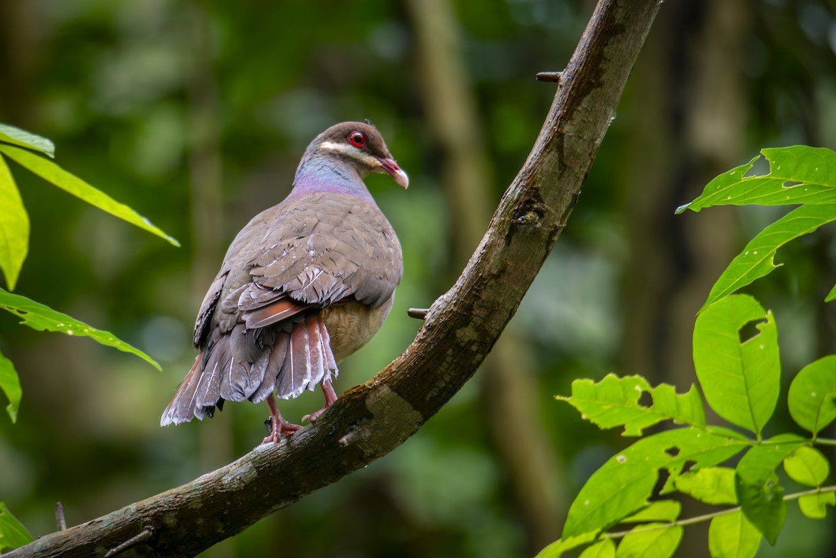 Bridled Quail-Dove - ML631960638