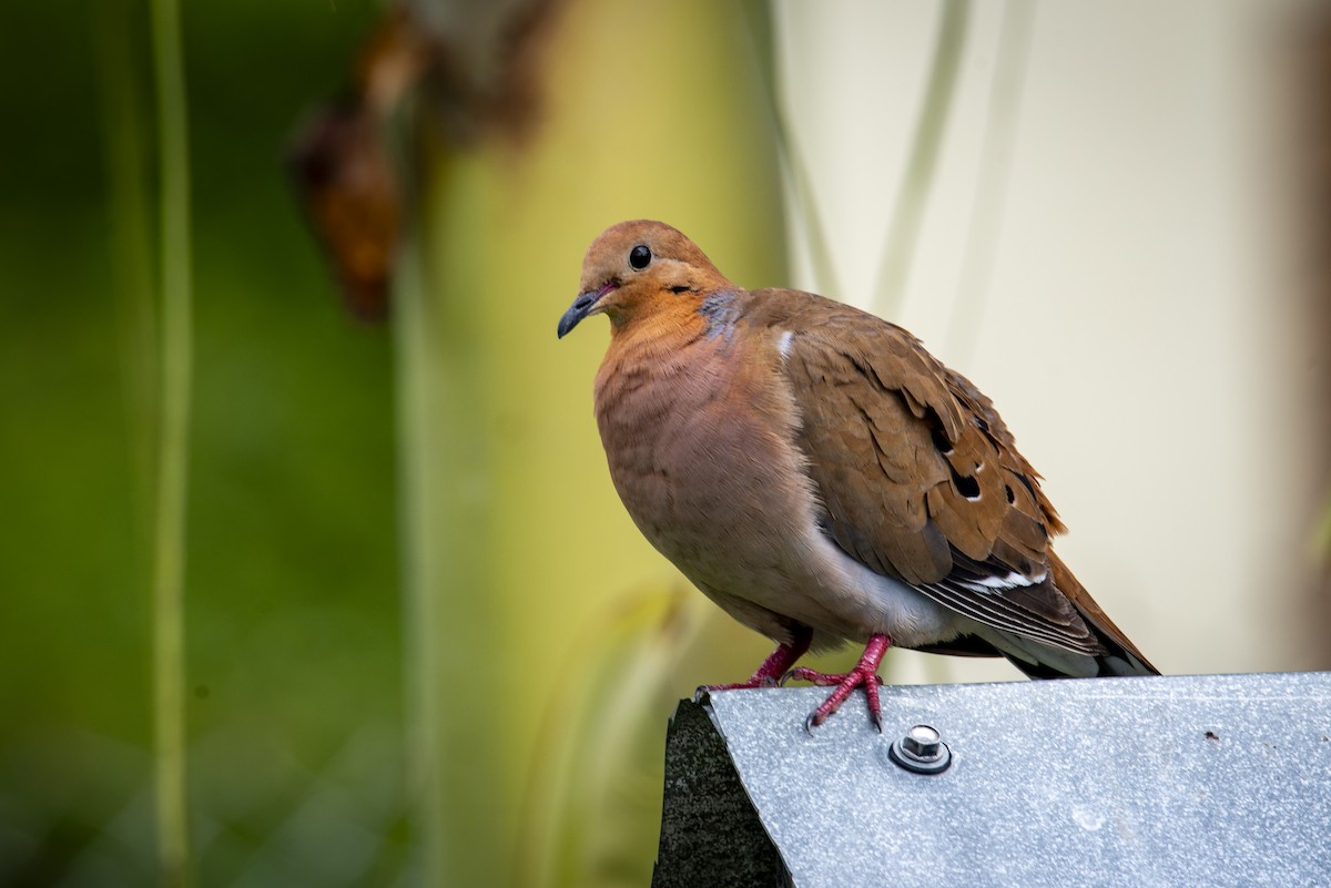 Zenaida Dove - ML631960648