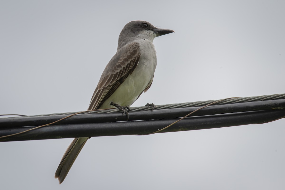 Gray Kingbird - ML631960667
