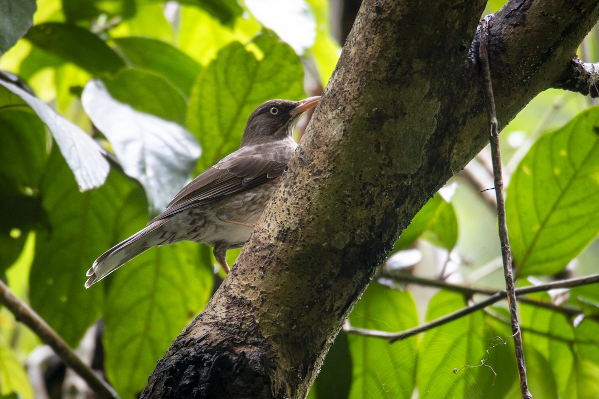 Pearly-eyed Thrasher - ML631960675