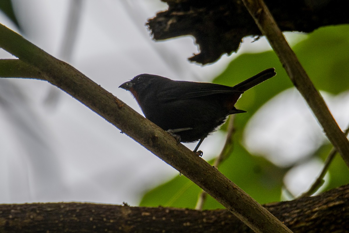 Lesser Antillean Bullfinch - ML631960681