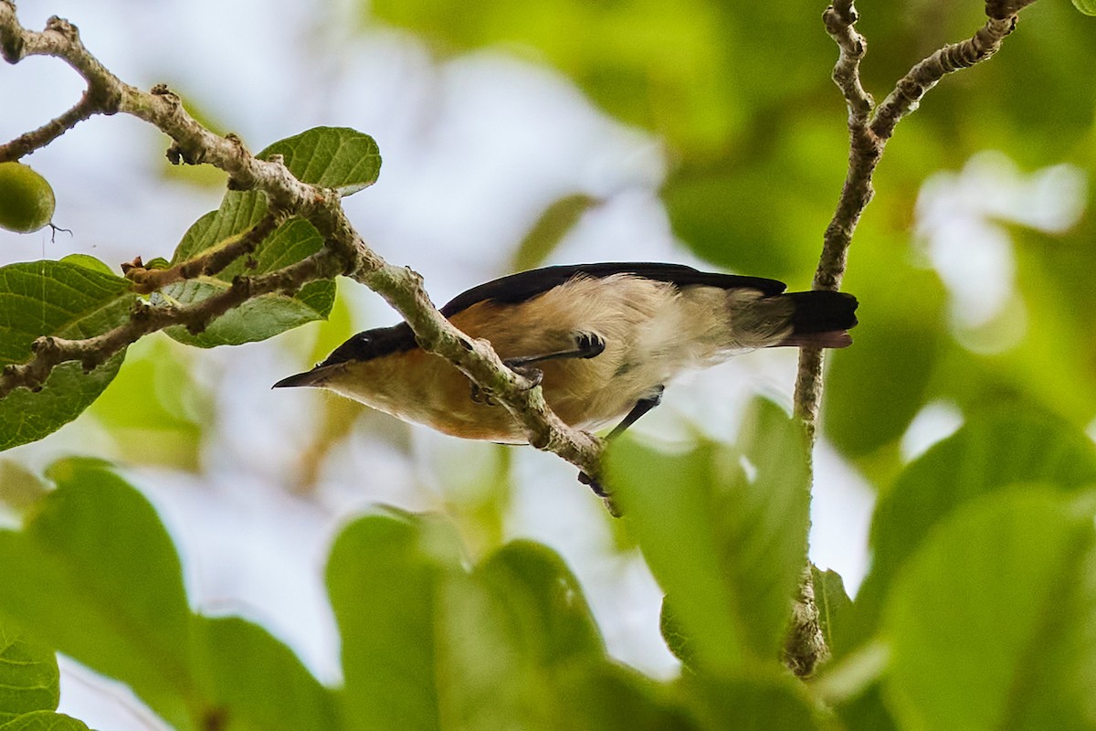 Violet-backed Hyliota - Oliver Kell