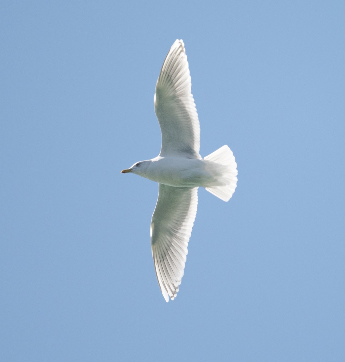 Iceland Gull (kumlieni) - Karen Lee Lewis