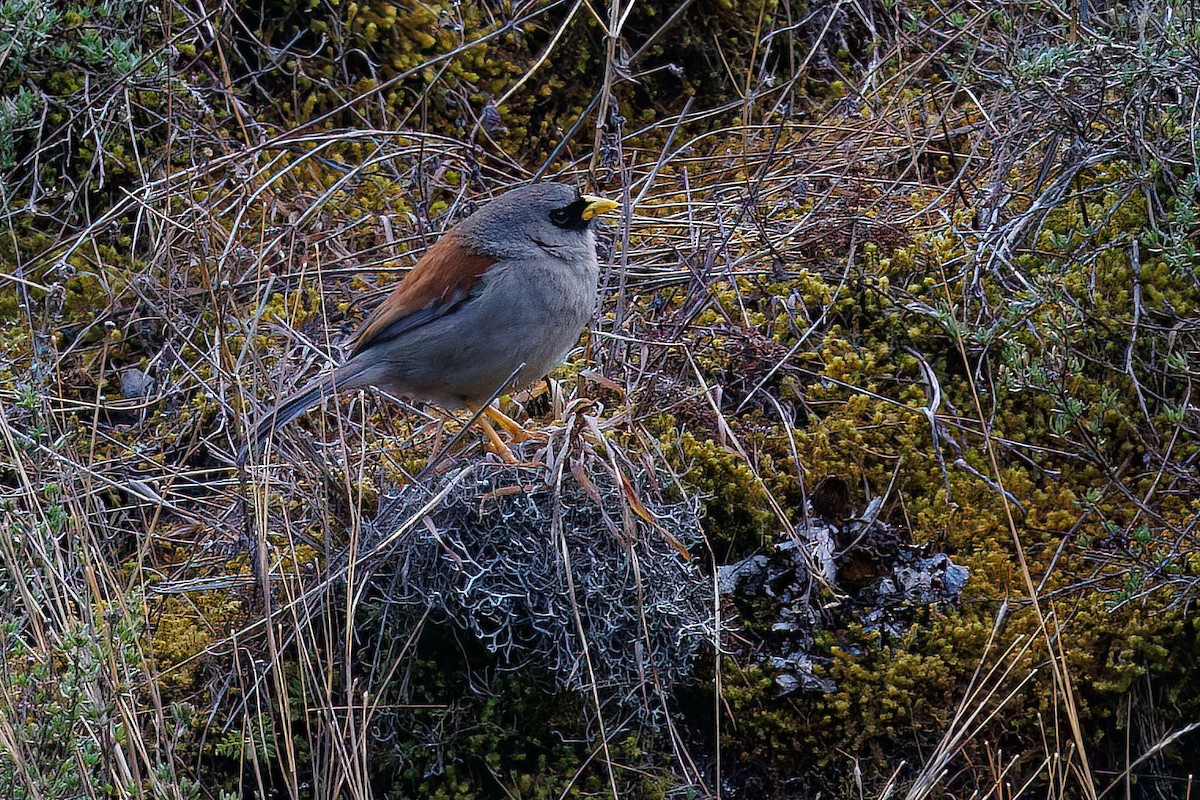 Rufous-backed Inca-Finch - ML631960870