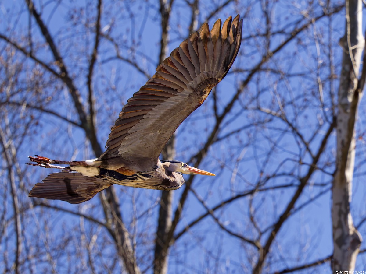 Grand Héron - ML631960901