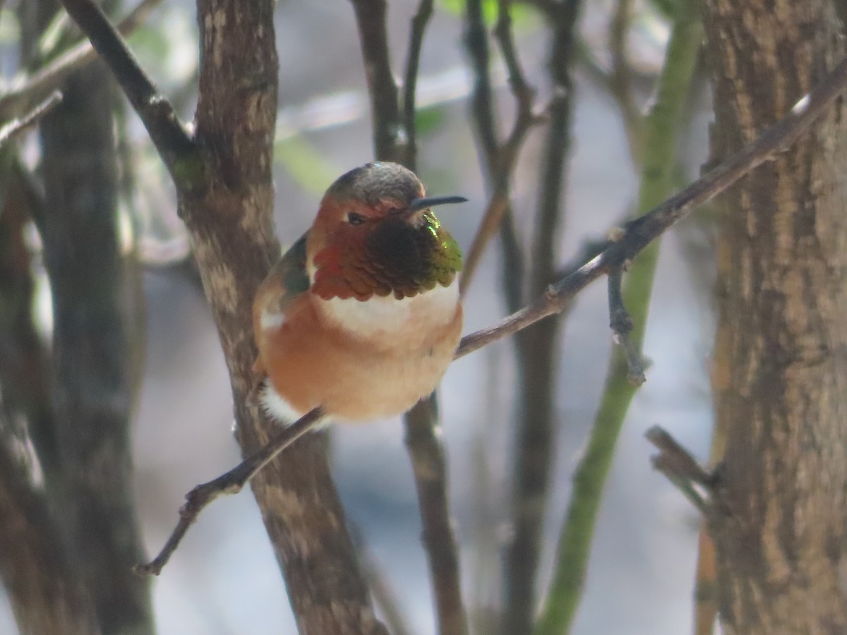 Rufous/Allen's Hummingbird - ML631961093