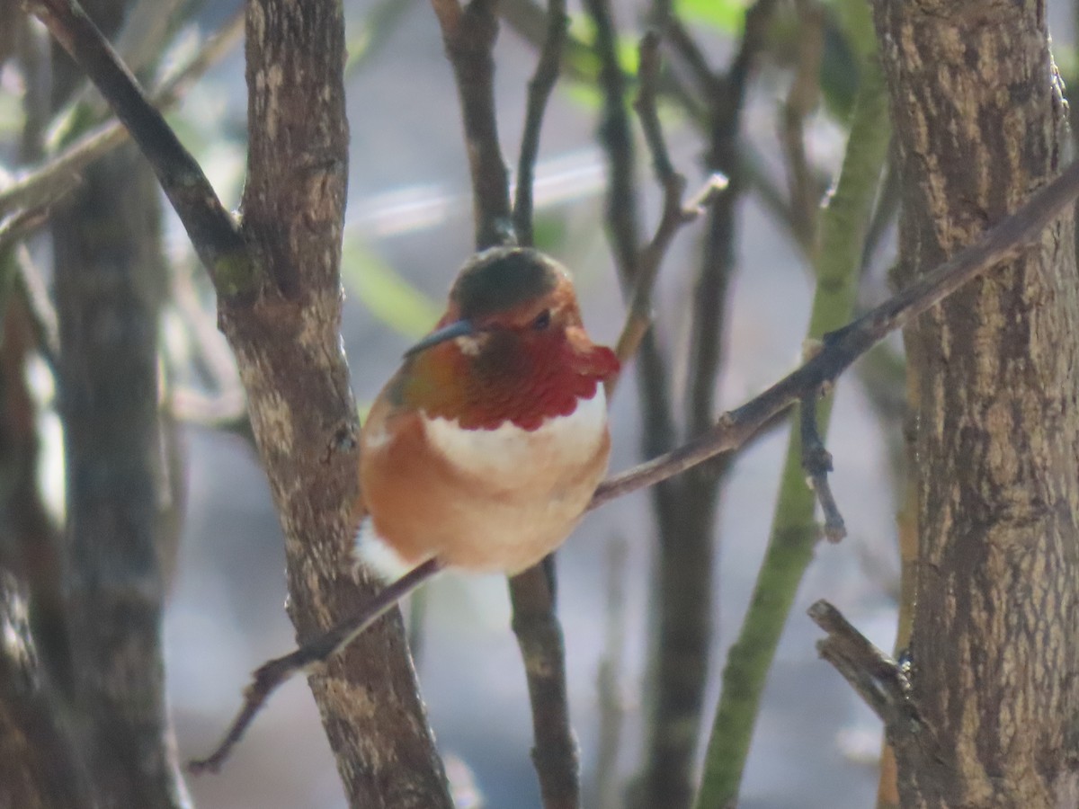 Rufous/Allen's Hummingbird - ML631961094