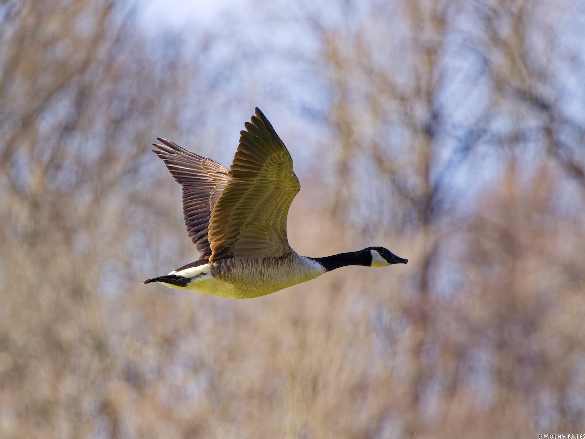 Bernache du Canada - ML631961183