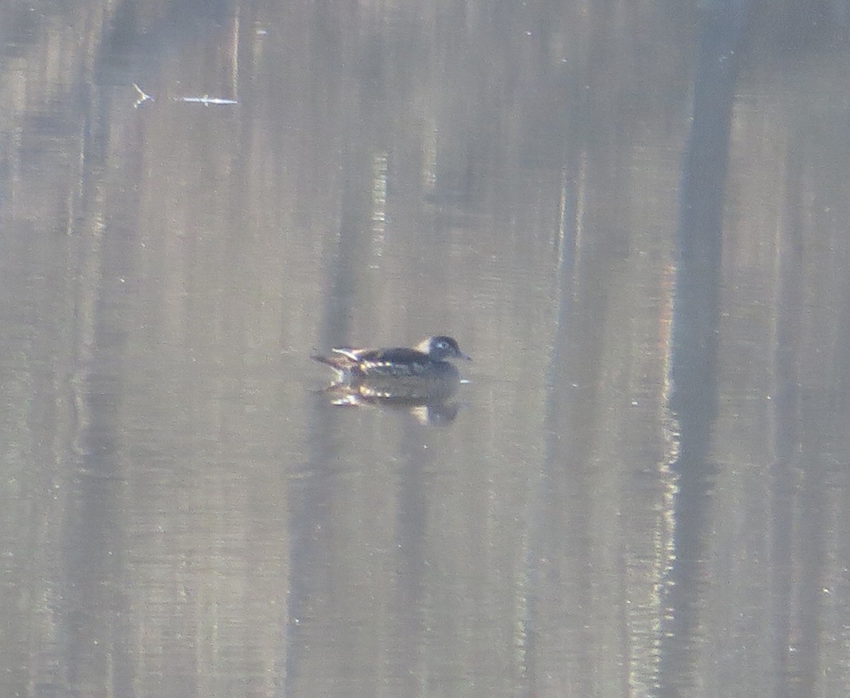 Wood Duck - ML631961305