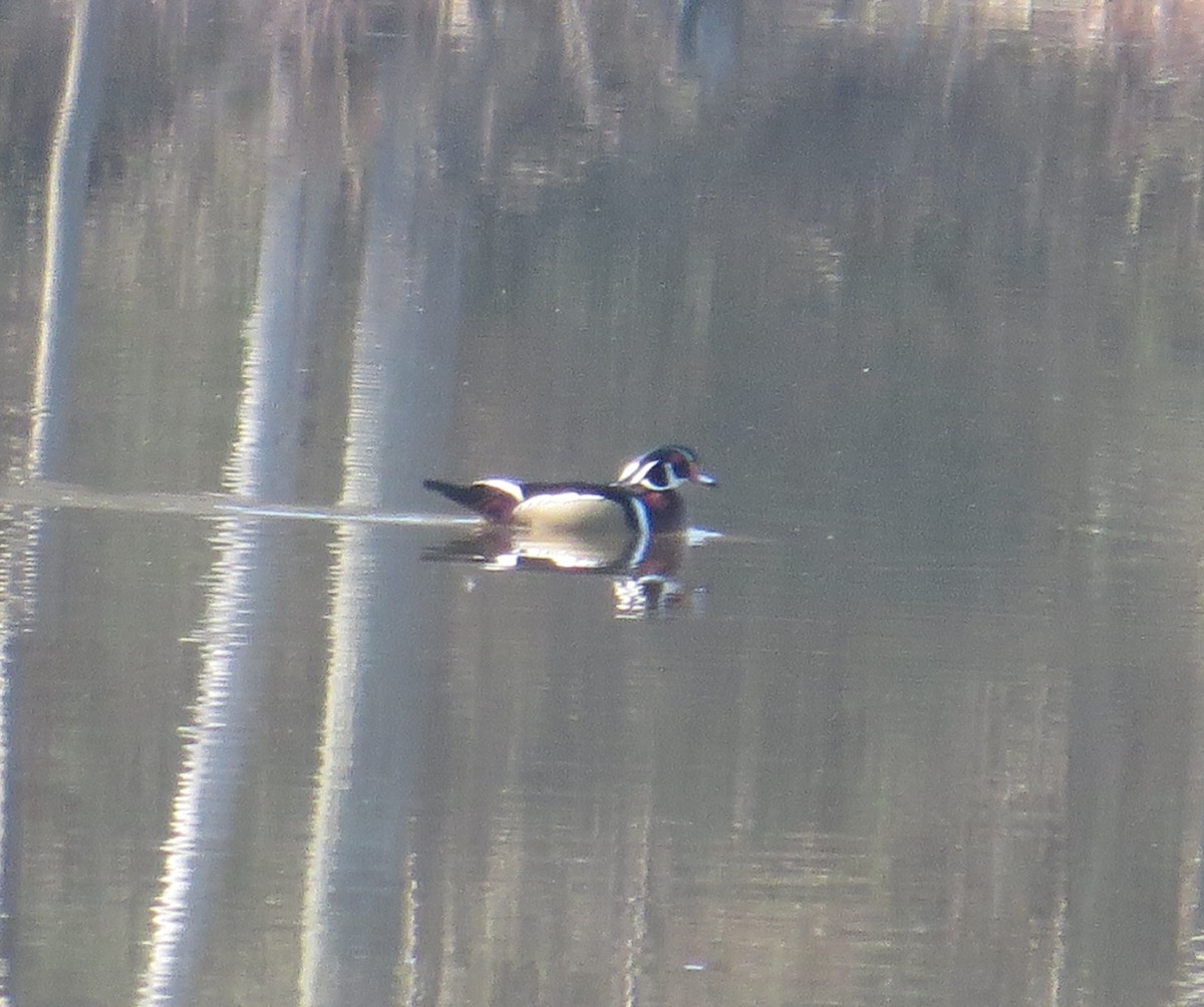 Wood Duck - ML631961325