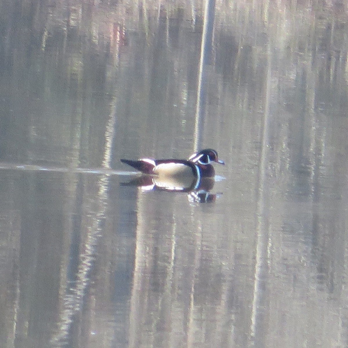 Wood Duck - ML631961335