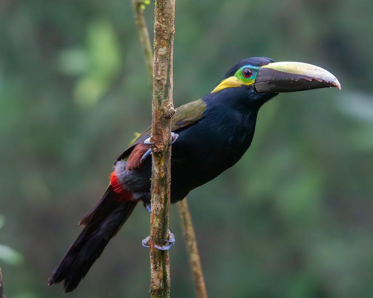 Yellow-eared Toucanet - ML631961445