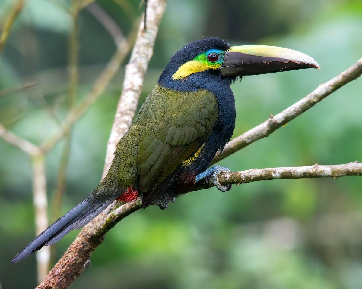 Yellow-eared Toucanet - ML631961446
