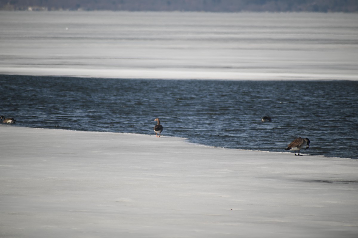 Greater White-fronted Goose - ML631961481