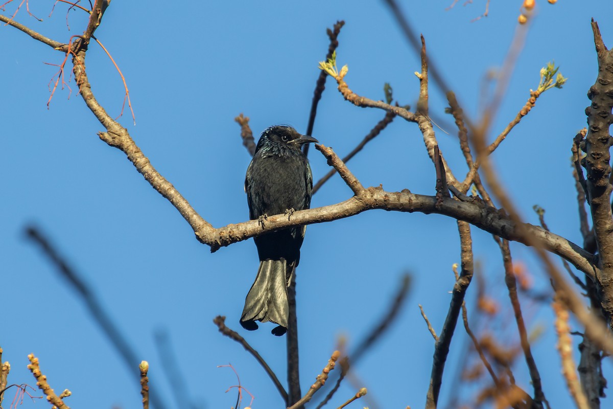 Hair-crested Drongo - ML631961866